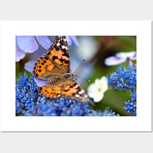 Painted Lady Butterfly Posters and Art